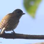 Lafrasnaye's Piculet