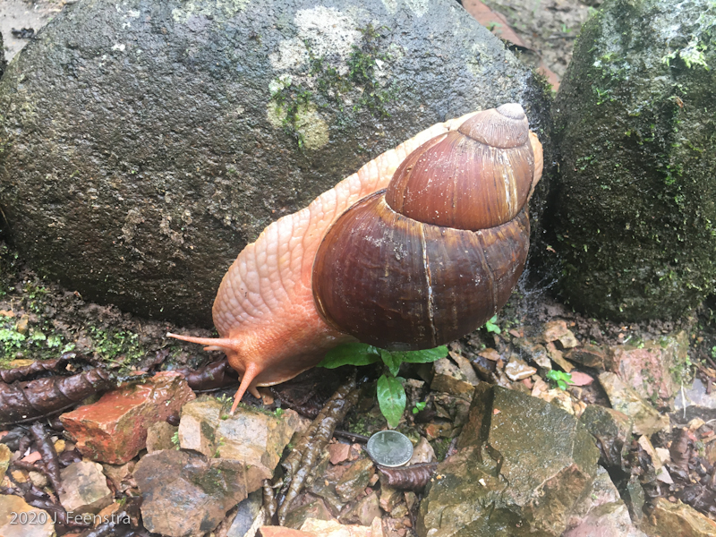 Megalobulimus land snail.