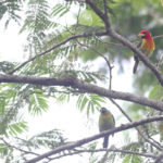 Red-headed Barbets