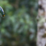 Saffron-crowned Tanager