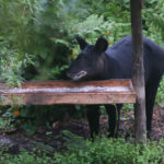 Mountain Tapir