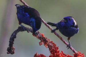 Opal-rumped Tanagers