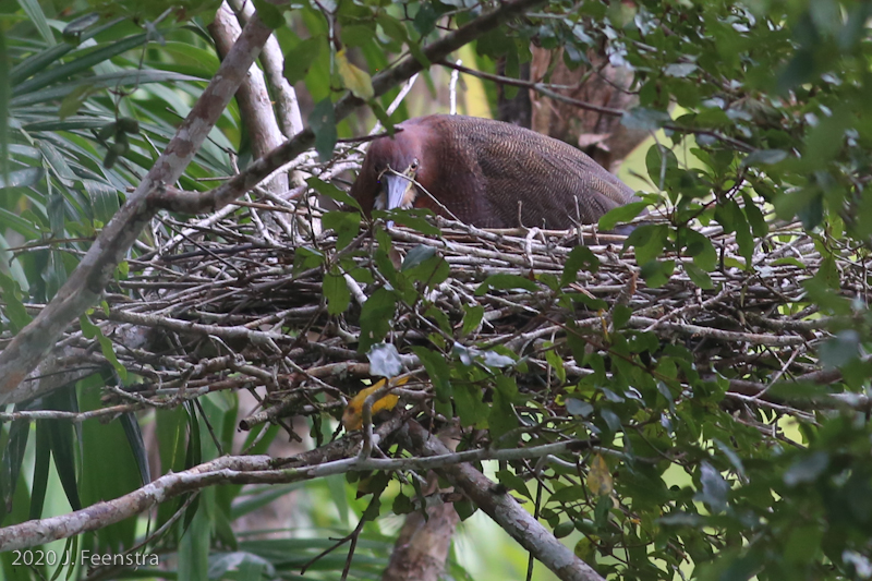 Rufescent Tiger-Heron nest