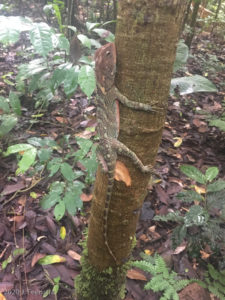 Broad-headed Woodlizard/Amazon Forest Dragon