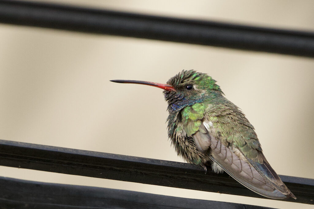 Broad-billed Hummingbird, Pasadena, 1/7/21