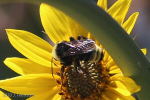 California Bumblebee