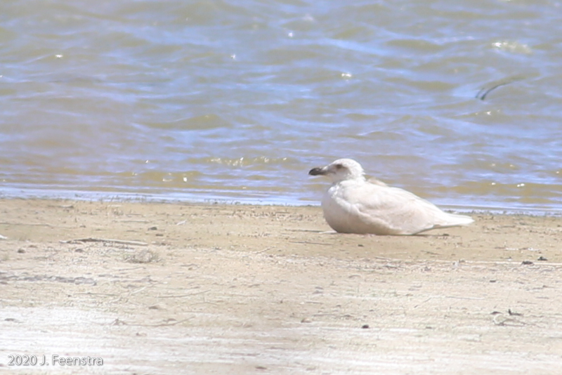 Glaucous-winged Gull, Piute Ponds, 5/14/20