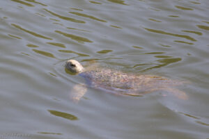 Grean Sea Turtle, Long Beach
