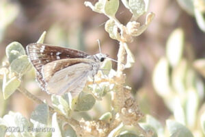 Mojave Sootywing