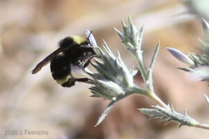 Van Dyke Bumblebee