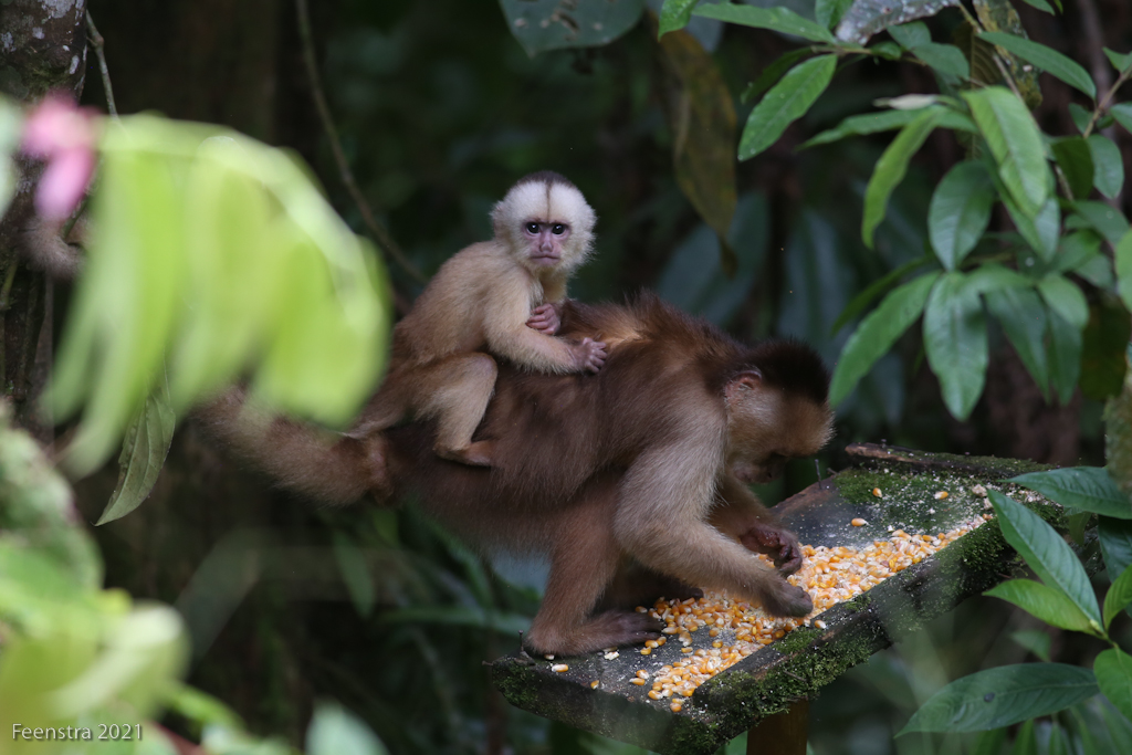 White-fronted Capuchins