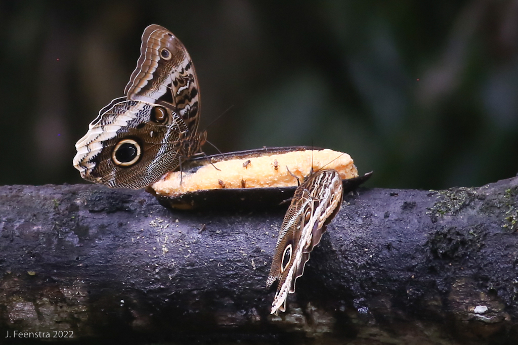 Owl eye butterflies