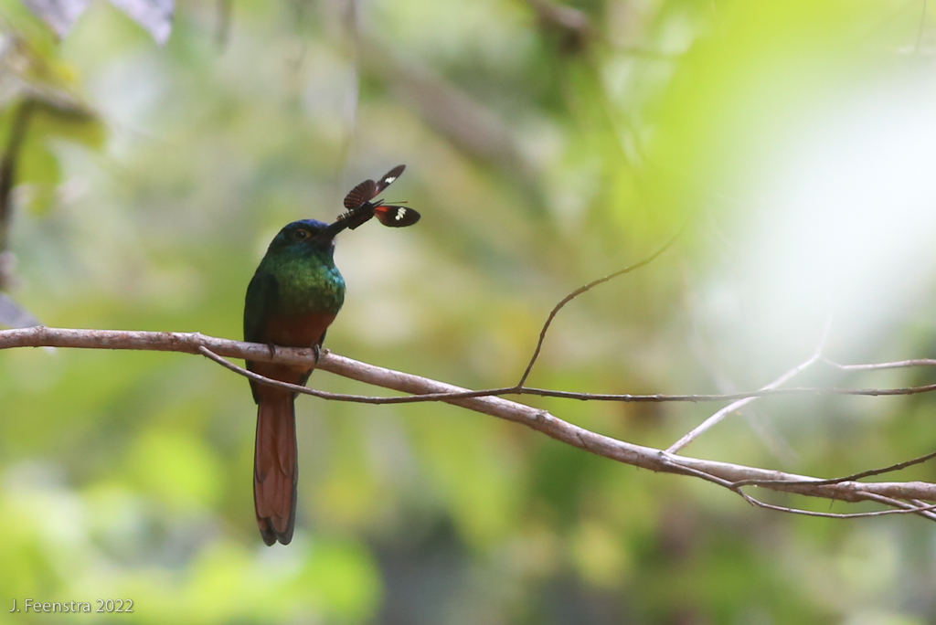 Coppery-chested Jacamar before releasing the butterfly