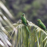 Golden-plumed Parakeets