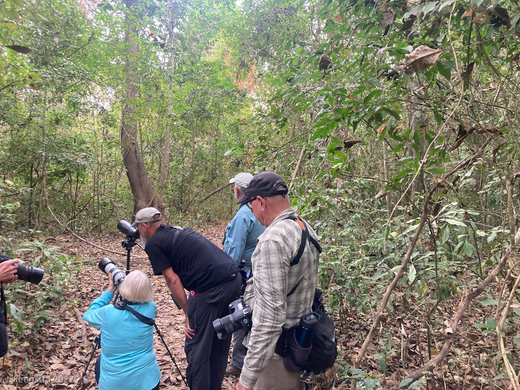 The gang looking at a White-whiskered Puffbird