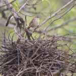 Rufous-fronted Thornbird at its nest
