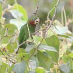 "red-throated" White-eye Parakeet, Palanda