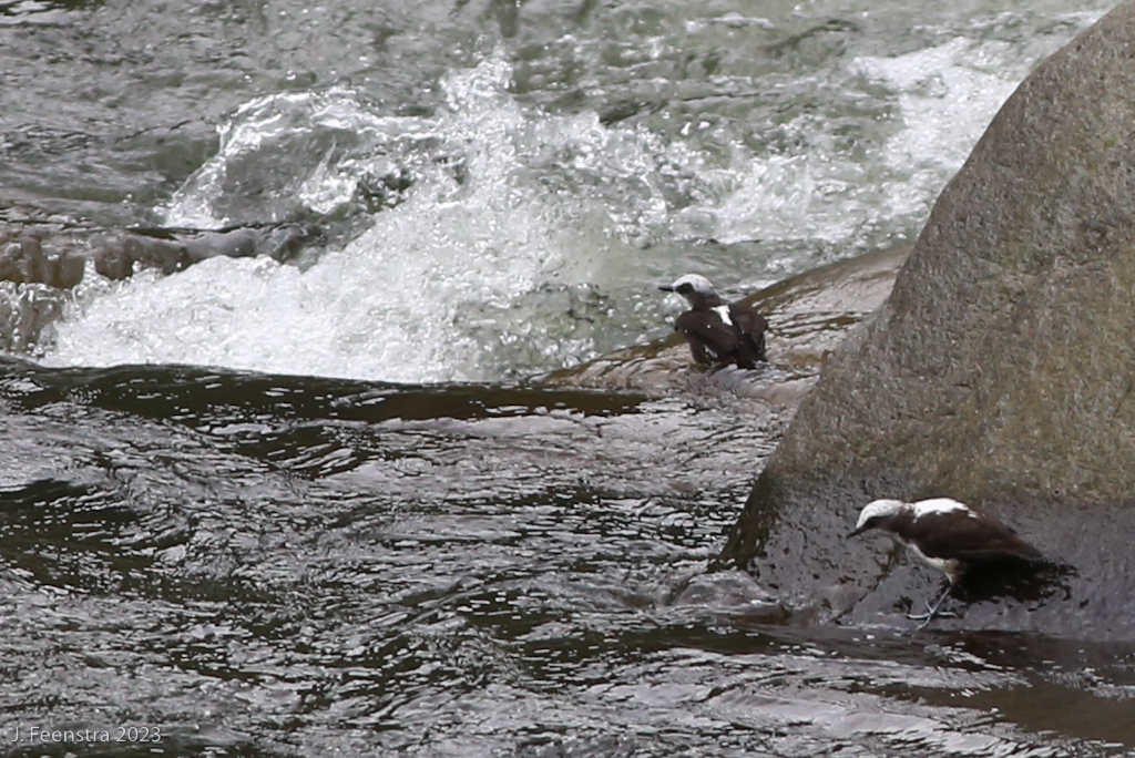 White-capped Dippers