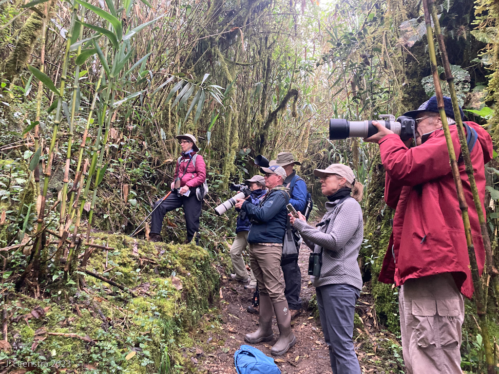 The gang watches the Equatorial Antpitta