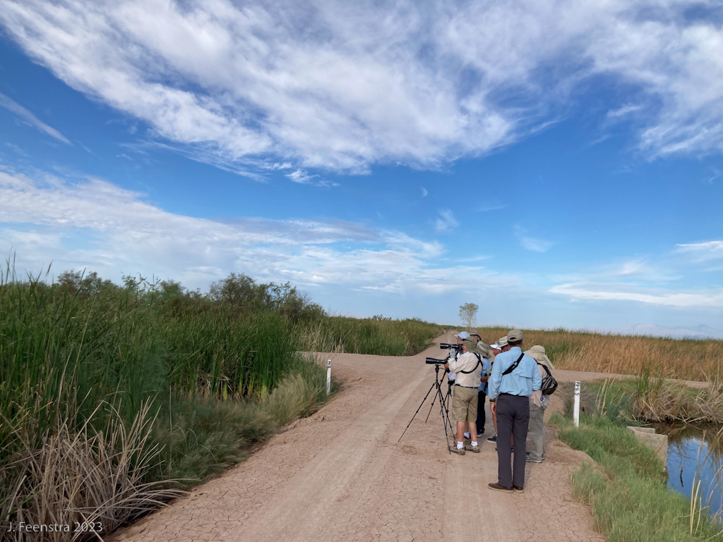 The gang birding the Imperial Irrigation District Wetlands