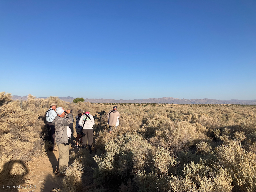 The group looks at Bell's Sparrows and Le Conte's Thrasher