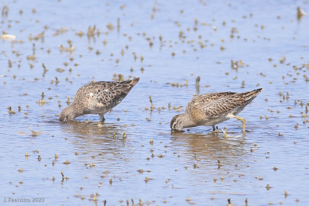 Long-billed(left) and Short-billed(right) Dowitchers