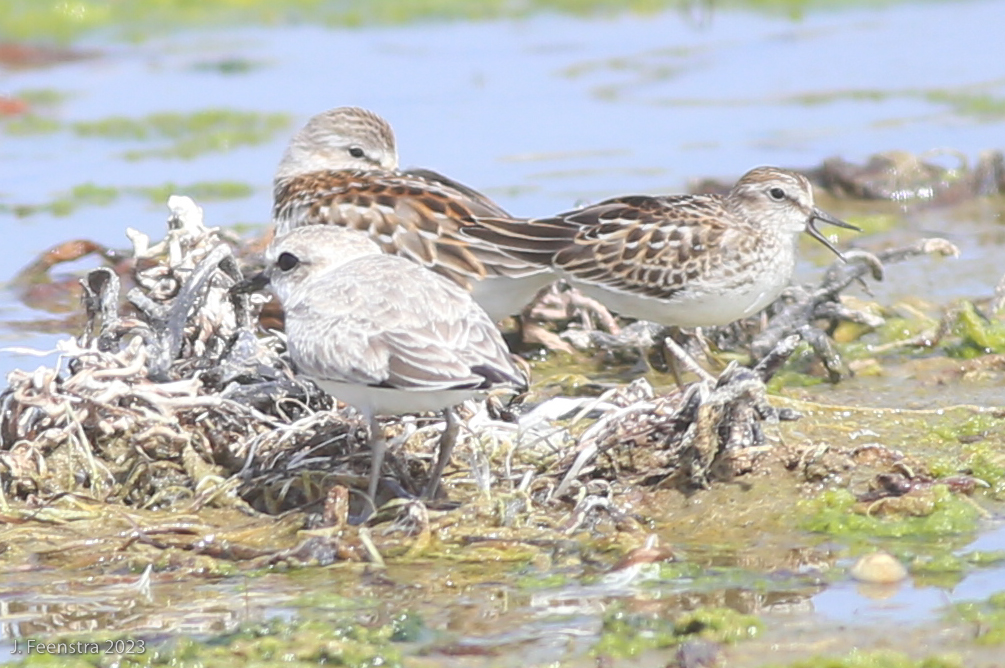 Snowy Plover(front), Western Sandpiper(left), Least Sandpiper(right)