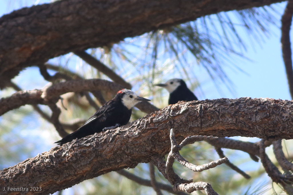 White-headed Woodpeckers