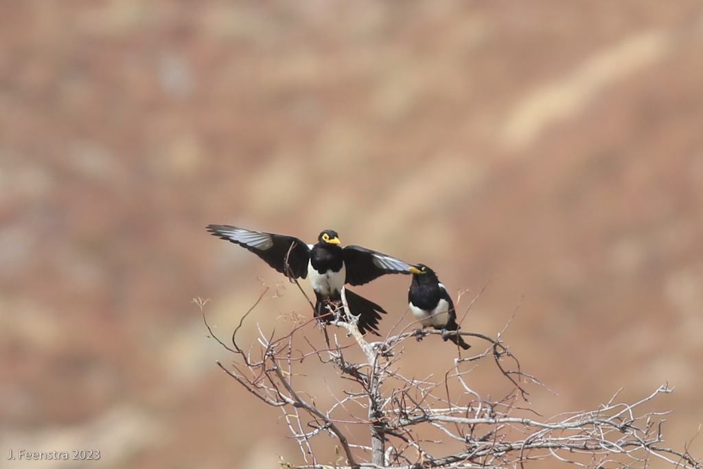 Yellow-billed Magpies