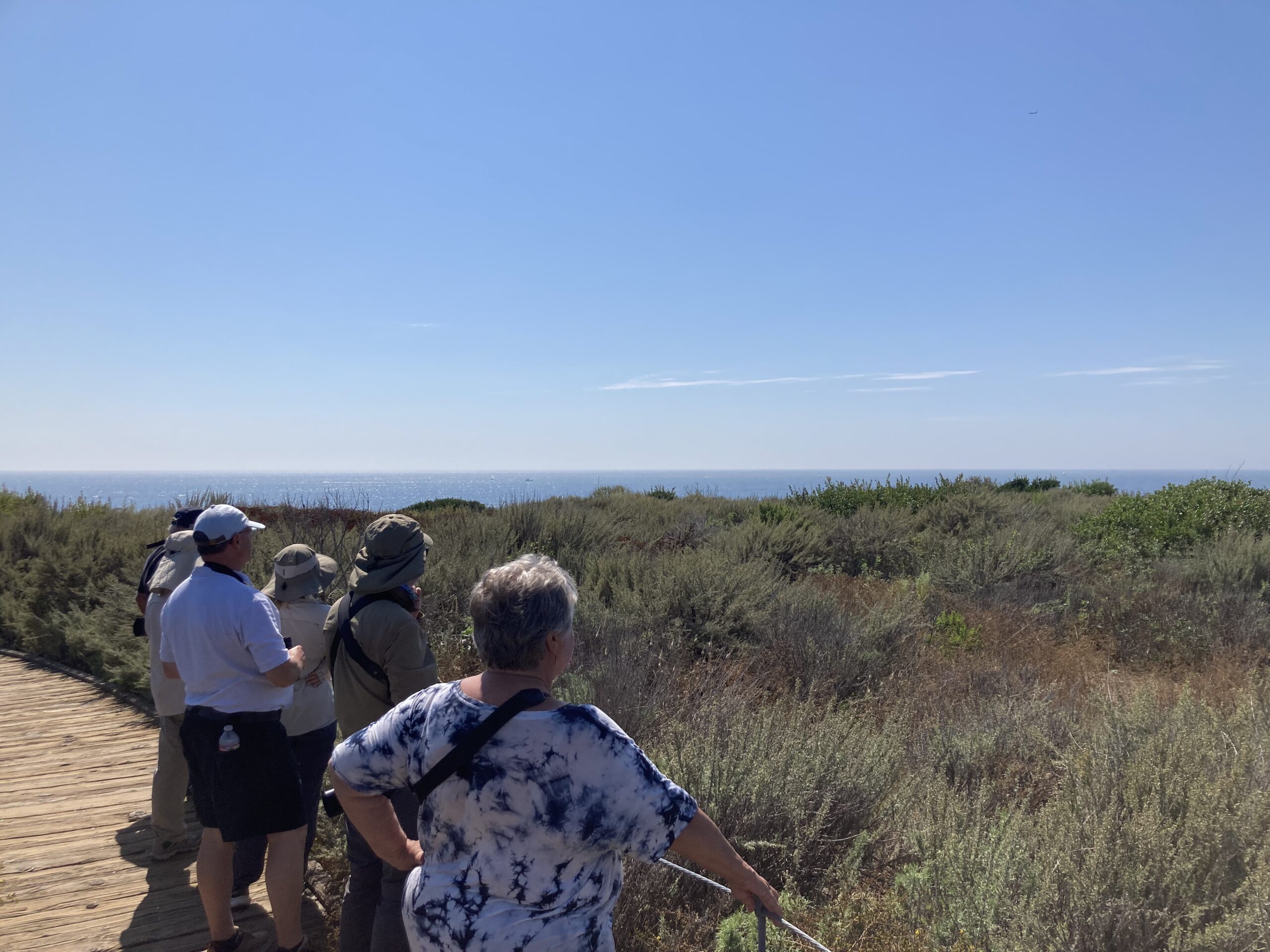 The group looks for California Gnatcatcher at Crystal Cove State Beach