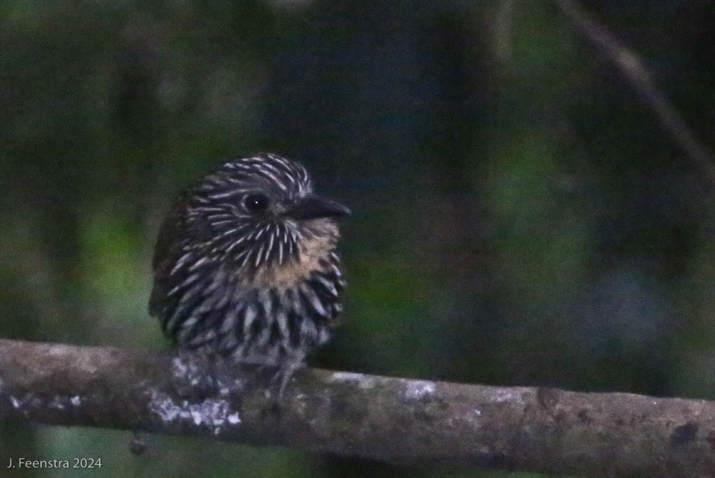 Black-streaked Puffbird