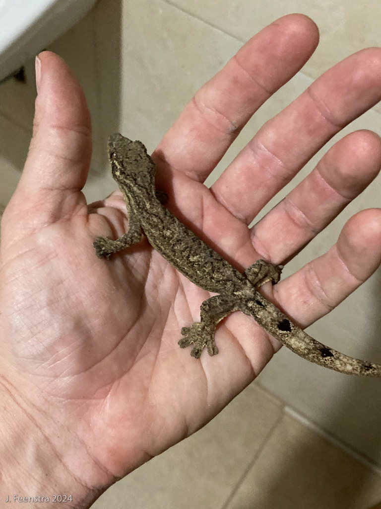 Bathroom gecko