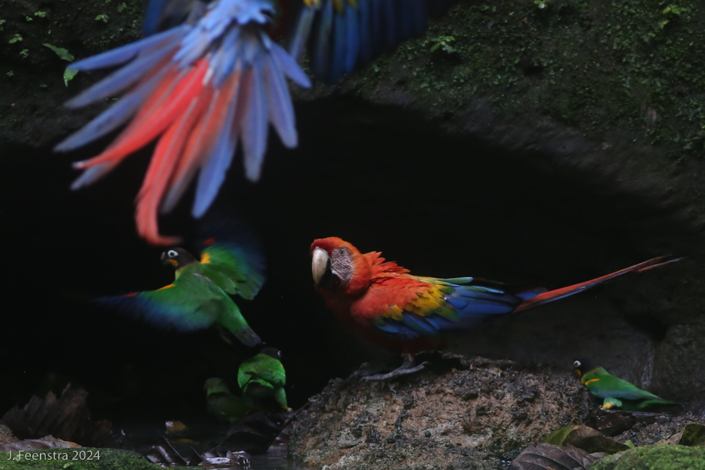 Scarlet Macaw and Orange-cheeked Parrot