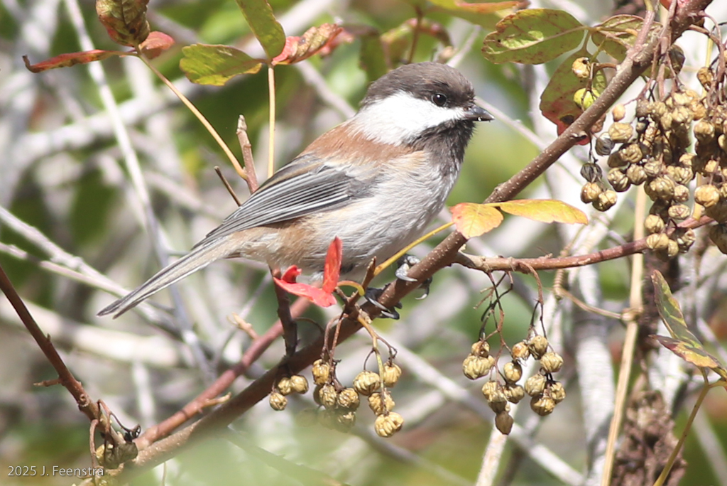 Chestnut-backed Chickadee