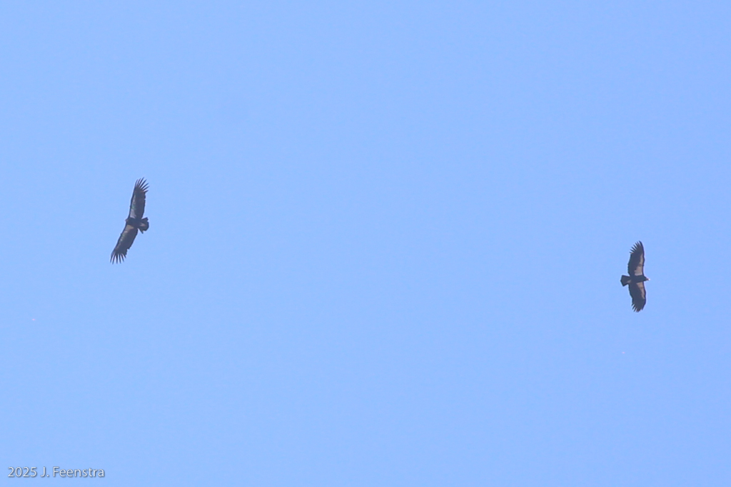 California Condors