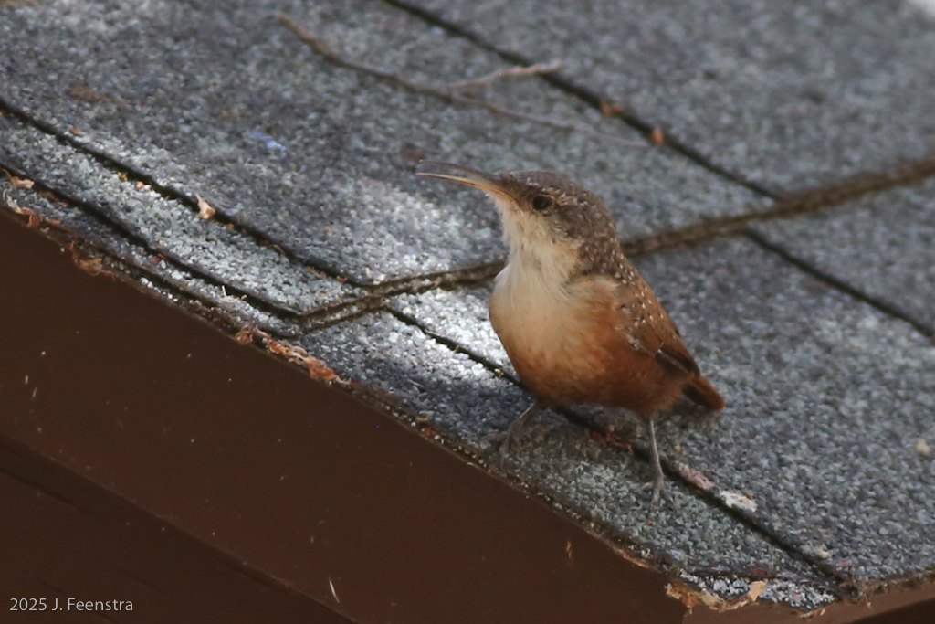 Canyon Wren