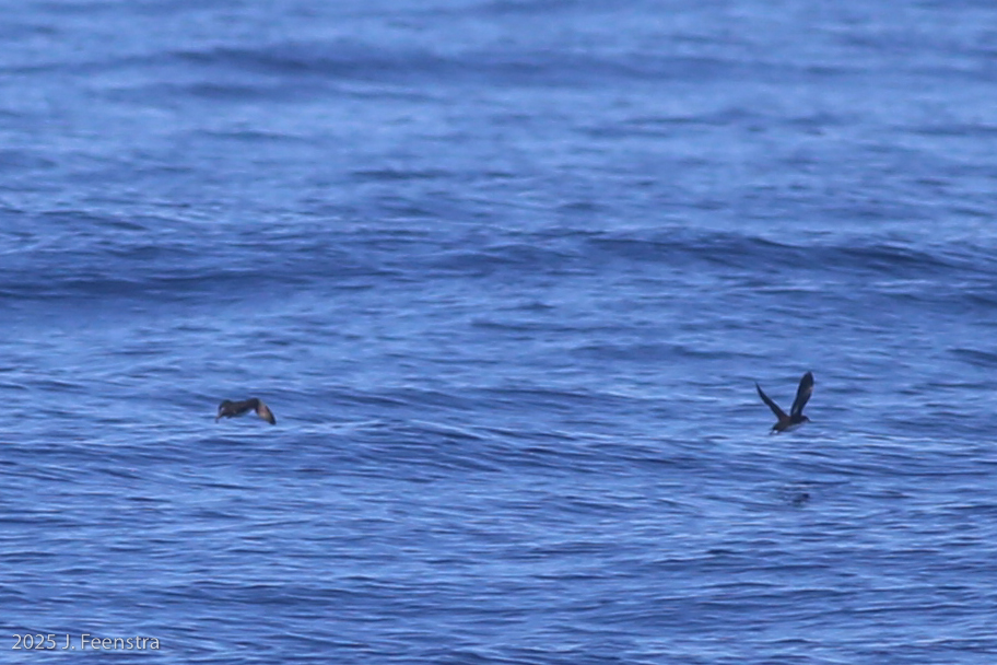 Craveri's Murrelet