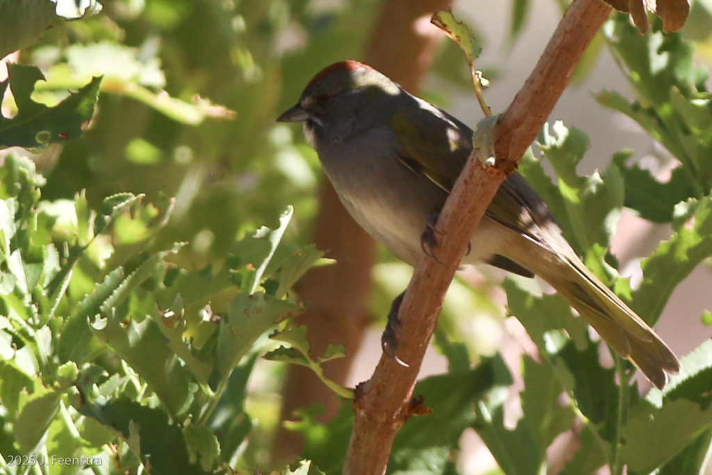Green-tailed Towhee