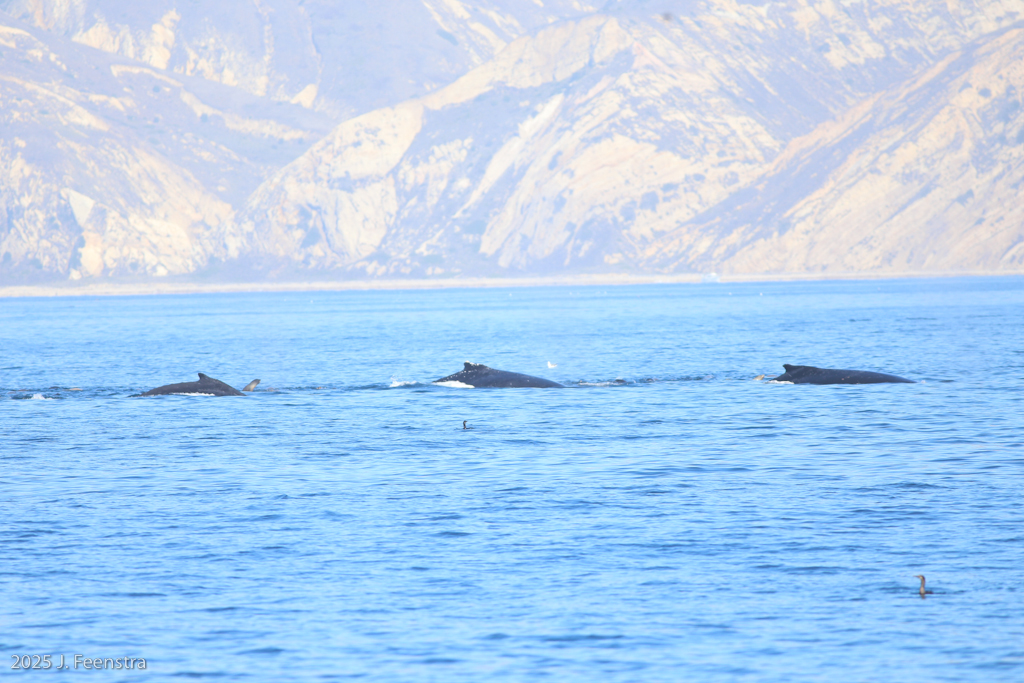Humpback Whales