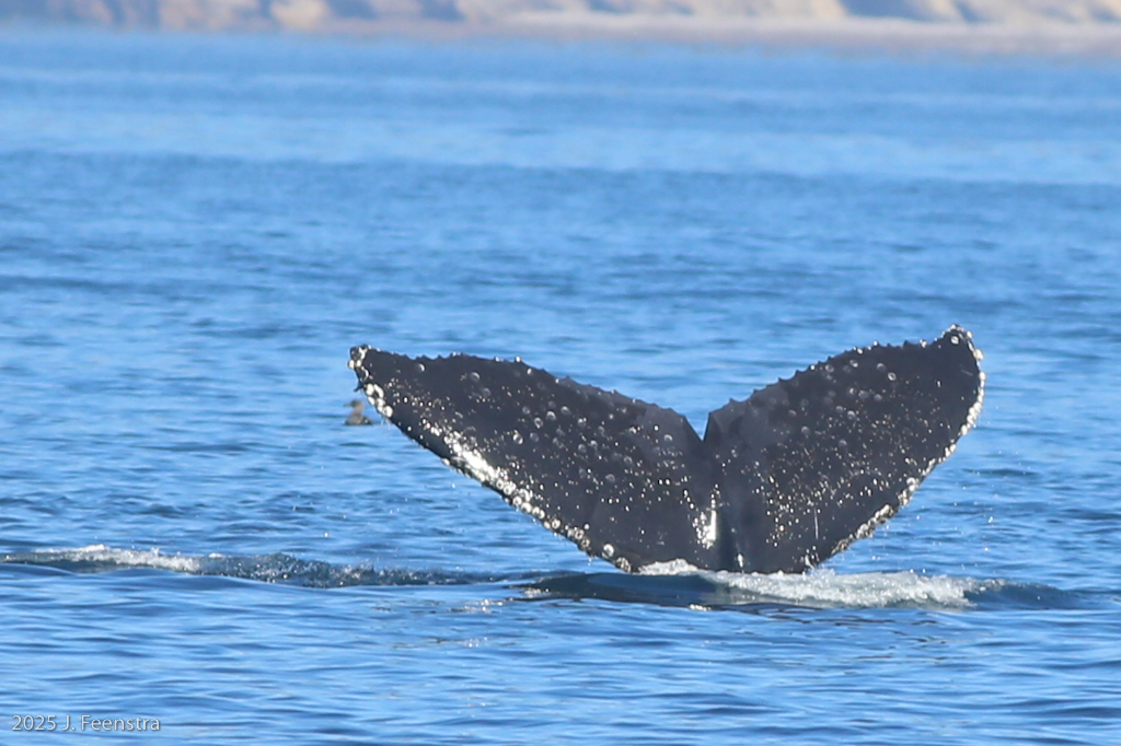 Humpback Whale