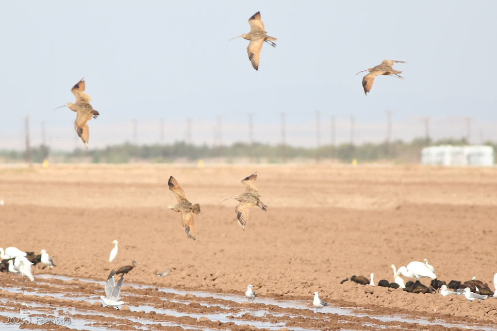 Long-billed Curlew and others