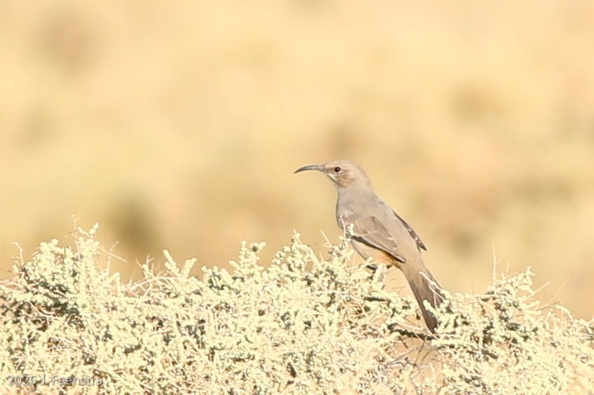 LeConte's Thrasher