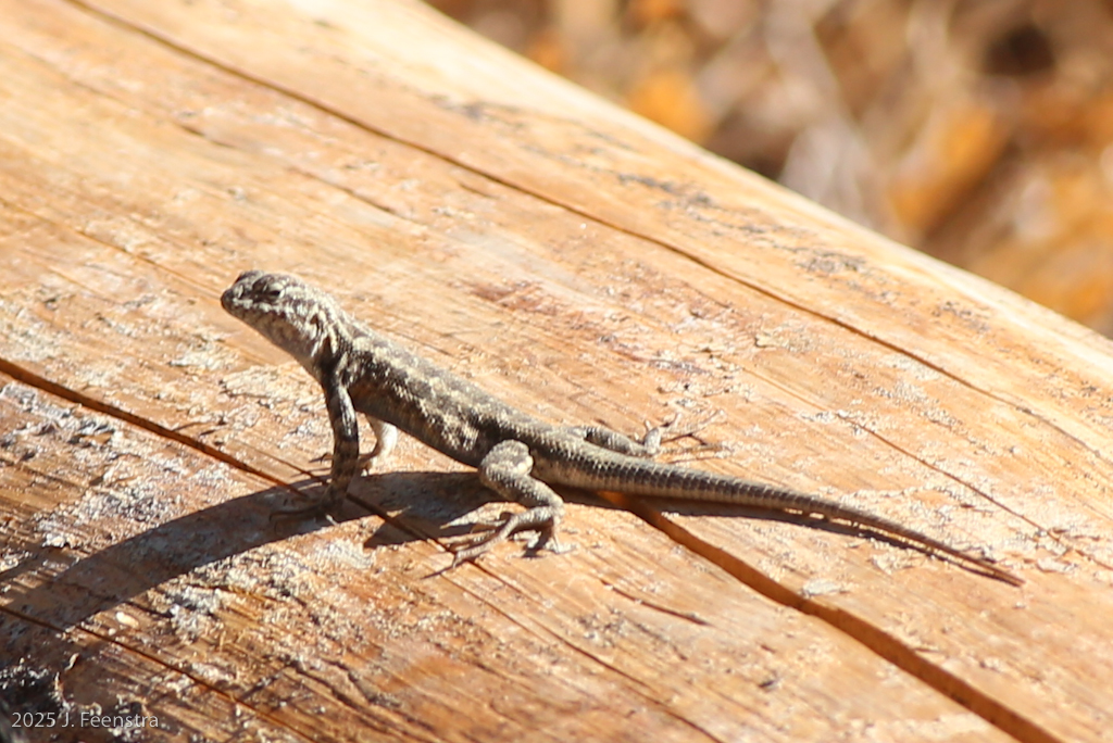 Sagebrush Lizard