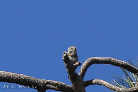 Northern Pygmy-Owl