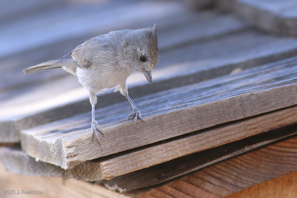 The Oak Titmouse gets close to us