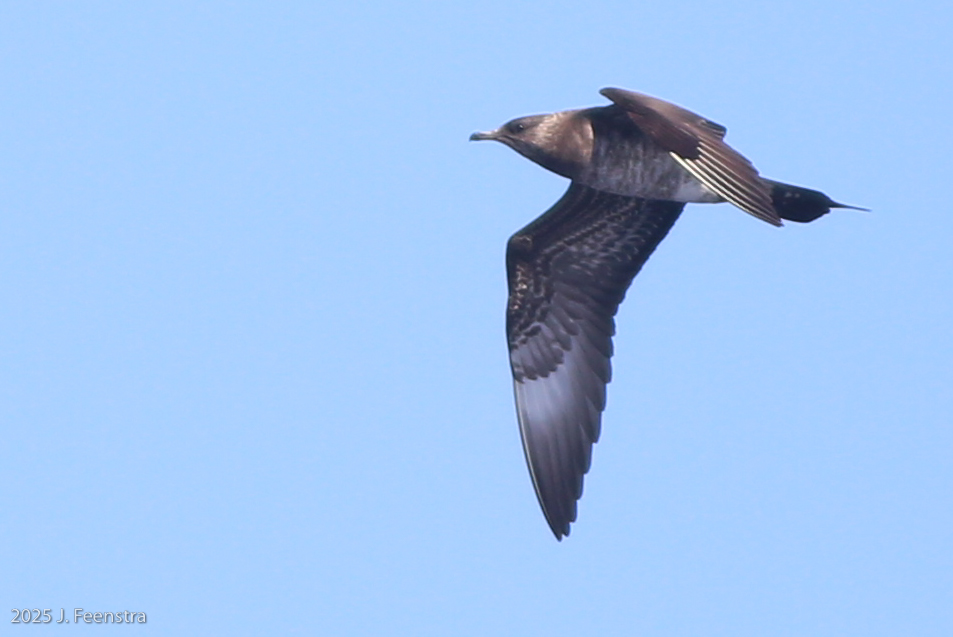 Parasitic Jaeger