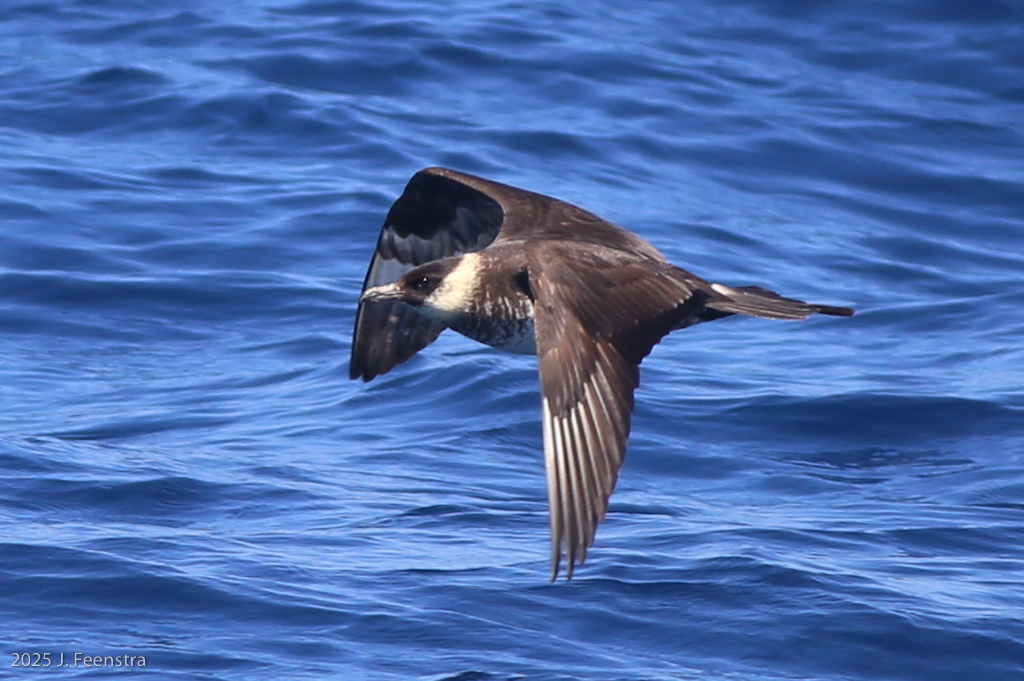 Pomarine Jaeger