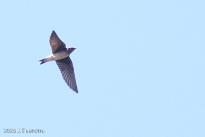 Purple Martin