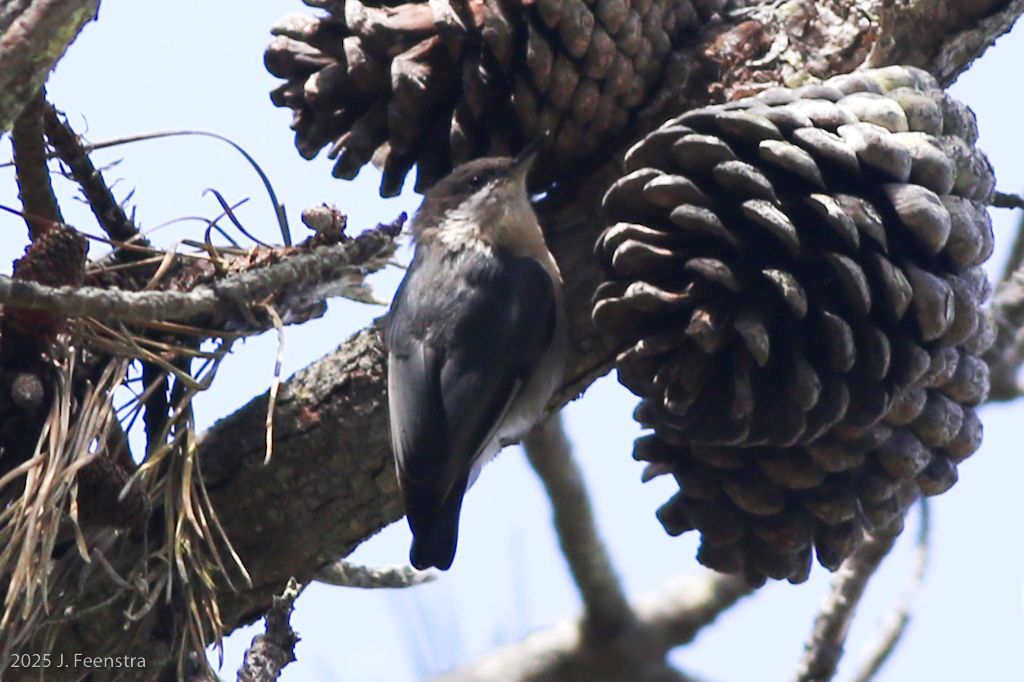 Pygmy Nuthatch