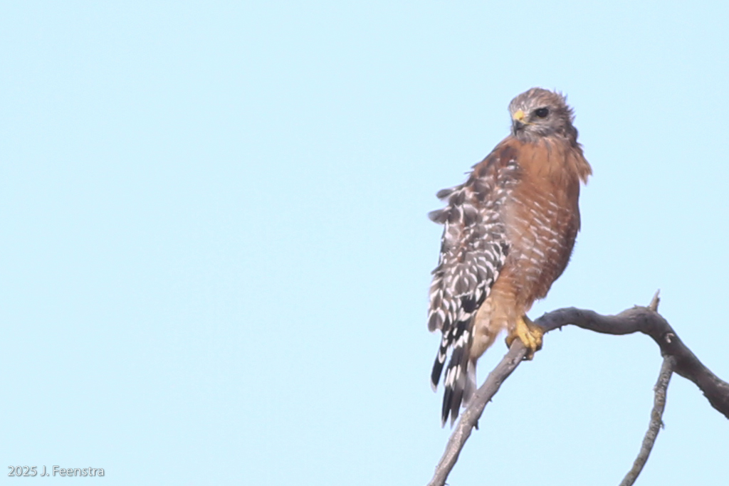 Red-shouldered Hawk